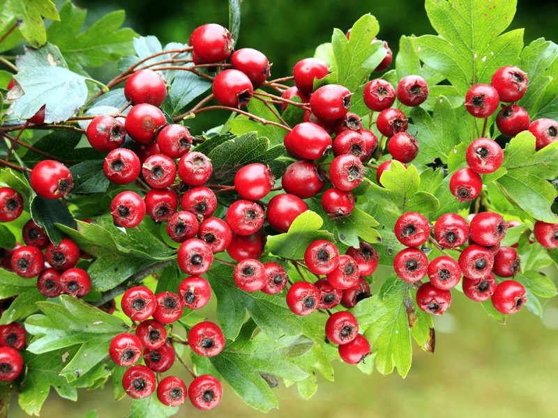 natural hawthorn extract high quality